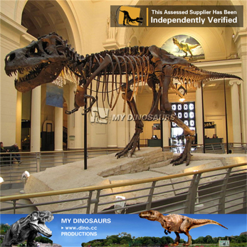 Jurassic theme park equipment museum replica dinosaur skeleton