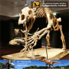 Dino dinosaur park dinosaur skeleton replicas