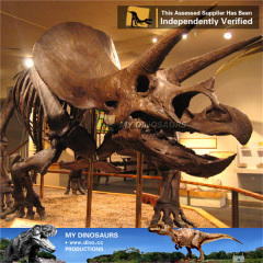 Museum quality life size dinosaur skeleton