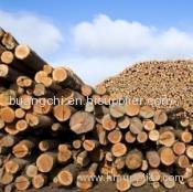 Entire logs of trees in nature for Imported wood raw materials