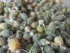 PINEAPPLE ( PHU LAE )