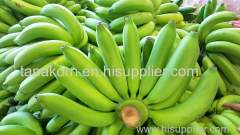 Fresh Cavendish Banana Thailand