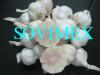 Vietnam White Garlic High Quality