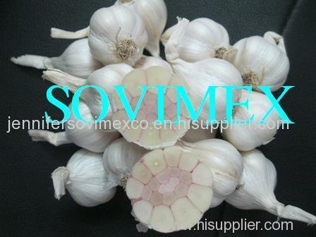 Vietnam White Garlic High Quality