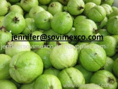 Fresh Guava with High Quality
