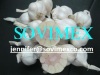 High Quality White Garlic