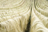 Top Sisal Fiber UG Grade