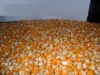 YELLOW CORN FOR ANIMAL FEED