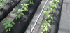 Weed control mat non-woven fabric