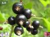 Black Currant Extract Anthocyanidins and Anthocyanins
