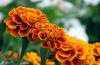 Zeaxanthin Marigold Flower Extract