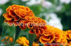 Zeaxanthin Marigold Flower Extract