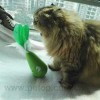 New Eco-friendly Automatic interactive Frog Wobble Cat Toy