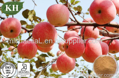 100% Natural Apple Extract Polyphenol 45%-80% by UV