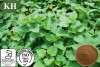 High Quality Sweet Potato Leaf Extract and Powder