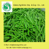 IQF Frozen Asparagus Bean