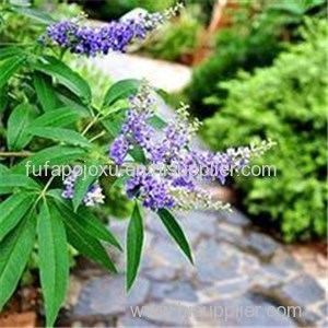 Vitex Oil Product Product Product