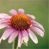 Echinacea Purpurea Extract Product Product Product