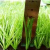 FIFA 2 Star 50mm Artificial Turf/grass For American Football Ground/pitch