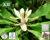 Magnolia Bark Extract Magnolol Honokiol and Biphenol
