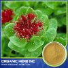 Rhodiola rosea extract / Rhodiola sachalinensis P.E.