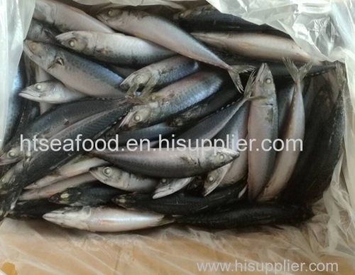 2017 new arrival seafrozen pacific mackerel(scomber japonicus) whole round BQF on sale with China origin