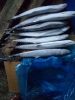 2017 new popular frozen spanish mackerel whole round for market with competitive price from China
