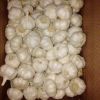 5cm up 10kg box garlic fresh garlic china garlic