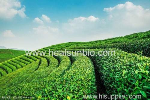 Green Tea Extract Powder Tea polyphenol 50% to 98% HPLC EGCG45%