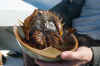 Surimi Lobsters Lobsters Tail