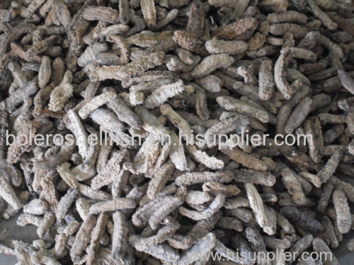 Sandfish Sea Cucumber for sale