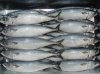 Frozen Fresh chub mackerel Pacific Mackerel