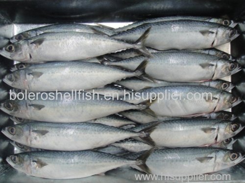 Frozen Fresh chub mackerel Pacific Mackerel