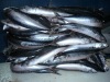 Light Purse Seine Frozen Whole Round Pacific Mackerel Prices