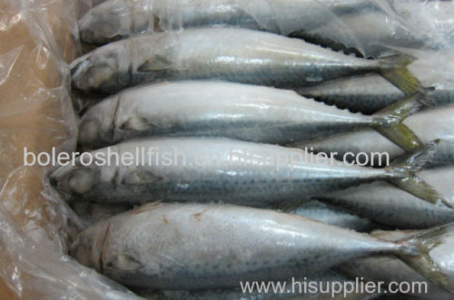 Cheap Frozen Seafood Fish Pacific Mackerel Saba On Sale