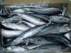 Pacific Mackerel Fish for sale