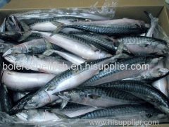 Pacific Mackerel Fish for sale