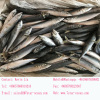 China Supplier Sell New Arrival Best Quality Cheapest Fresh Factory Price Sea Frozen Whole 250-350g Frozen Mackerel Fish
