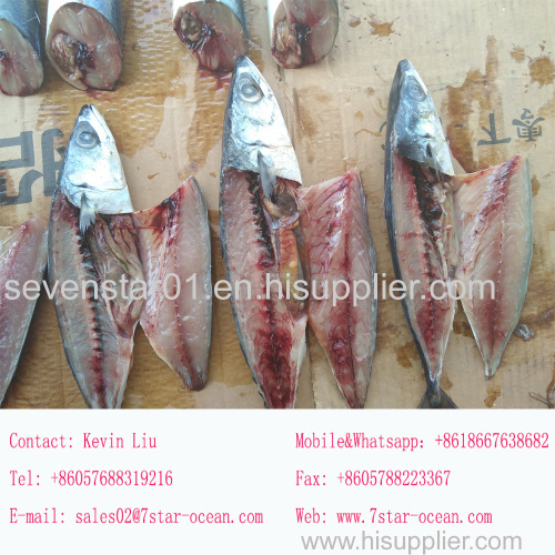 2017 New Arrival And Best Quality Cheapest Fresh Small Size 100-150g Frozen Factory Price Seafood Mackerel Fish