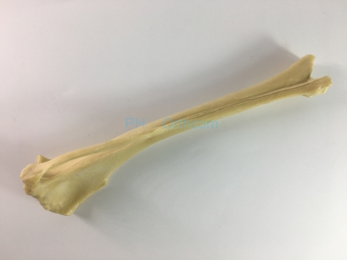 Canine/Dog scientific Skeleton model /Femur and Tibia for Veterinary education and practice use