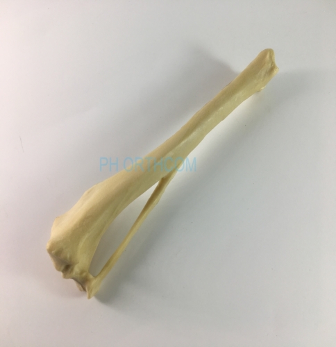 Canine/Dog scientific Skeleton model /Femur and Tibia for Veterinary education and practice use