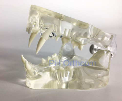 Feline Clear Jaw Model for Veterinary Education and Practice use Small Animal Veterinary Teaching Models