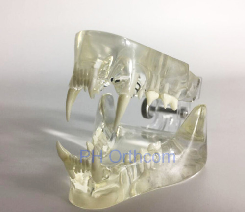 Feline Clear Jaw Model for Veterinary Education and Practice use Small Animal Veterinary Teaching Models