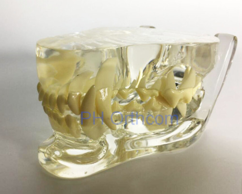 Feline Clear Jaw Model for Veterinary Education and Practice use Small Animal Veterinary Teaching Models