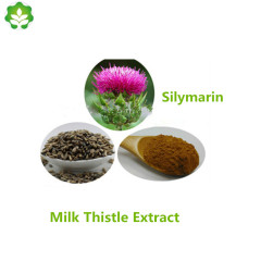 wholesale mediterranean milk thistle powder extract p.e