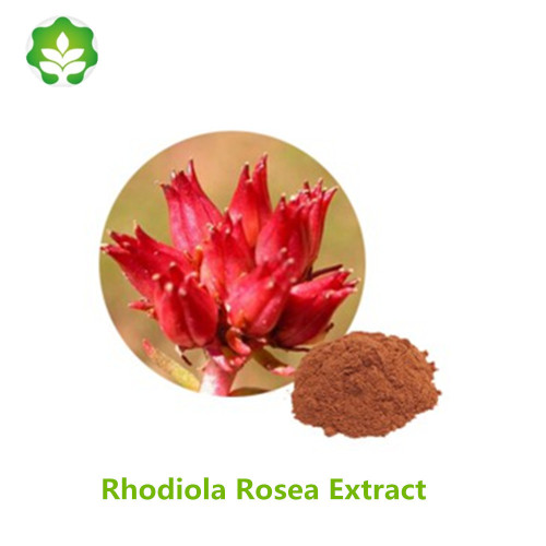 100% natural rhodiola rosea extract with best price