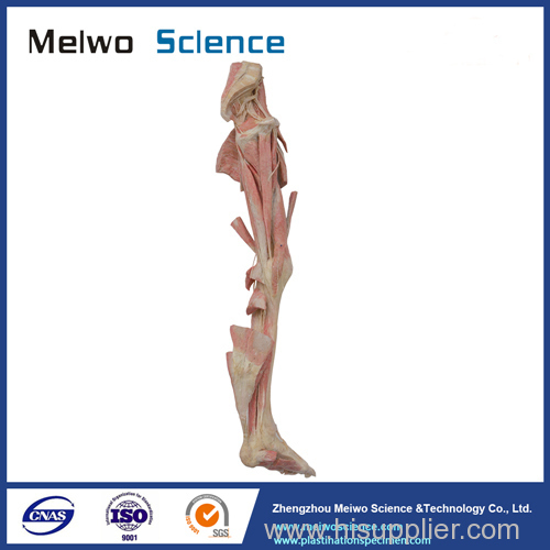 Lower limb specimen without reproductive organs for medical university