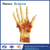 Deep muscle of human hand teaching specimen plastination