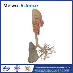 Overview of the respiratory system plastination for sale