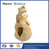 Heart cavity structure plastinated specimen